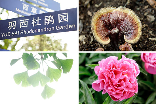 羽西品牌作为中国科学院昆明植物研究所的荣誉赞助伙伴，支持天然植物在美容领域的运用研究。羽西杜鹃园正是二者紧密合作的重要里程碑。